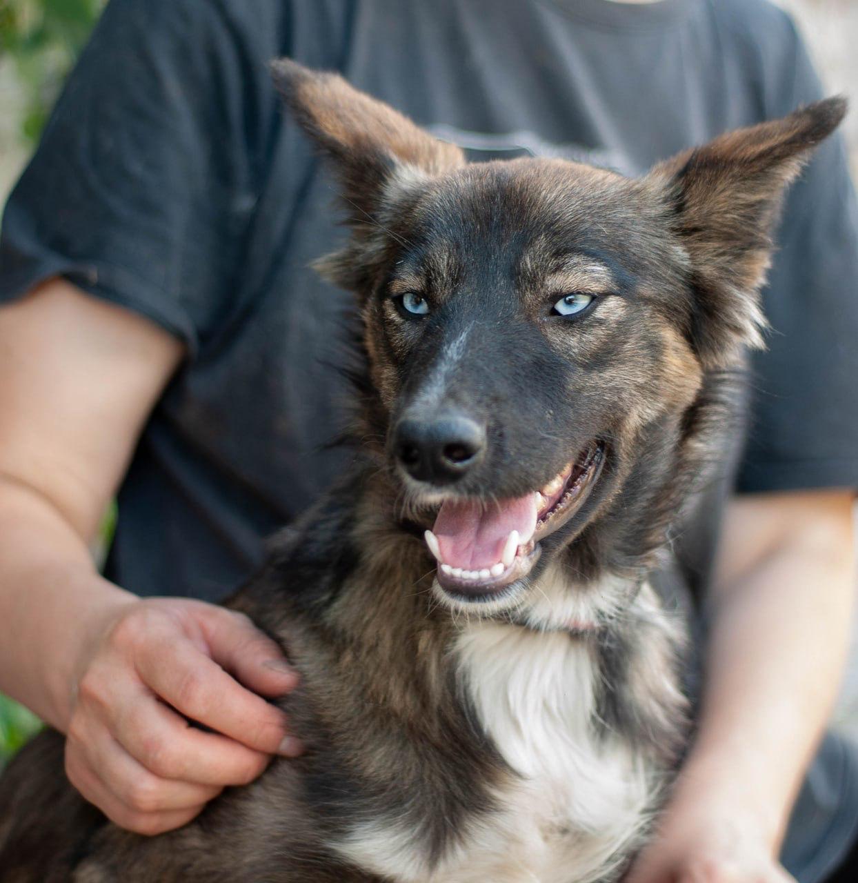 Chiens à adopter